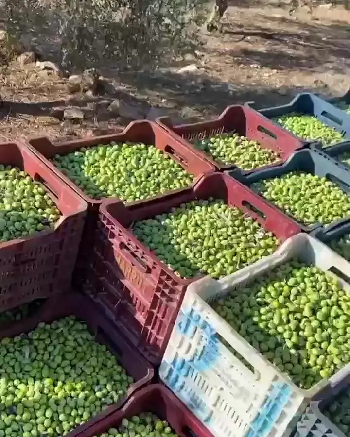 Zeytinlikten zeytinyağına üretim görüntüleri